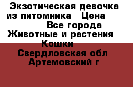 Экзотическая девочка из питомника › Цена ­ 25 000 - Все города Животные и растения » Кошки   . Свердловская обл.,Артемовский г.